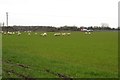 A field of sheep opposite Four Winds Farm