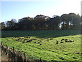 Farmland and woodland, Lower Atholhill