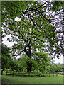 A Veteran Tree, Alexandra Palace, Muswell Hill, London N10