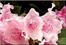 J3372 : Rhododendron, Botanic Gardens, Belfast (May 2014) by Albert Bridge
