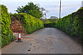 North Devon : Country Lane