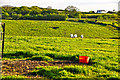 North Devon : Grassy Field