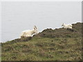 NR2741 : Wild goats on the Mull of Oa by M J Richardson