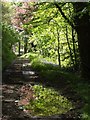 Byway near Newton Ferrers