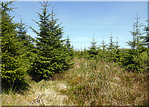 SN7792 : Break in the forestry on Mynydd Bychan by John Lucas