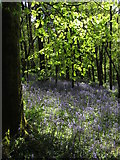 ST1583 : Bluebells in Coed y Wenallt by Gareth James