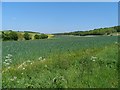 Wheat field near Graveley