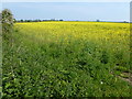TL4678 : Field of rapeseed near Witcham Toll by Richard Humphrey