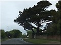 Evergreen tree in Cakeham Road, West Wittering