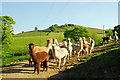 SK0166 : Alpacas in Staffordshire by John Winder