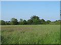 Meadow near Forge Farm, White Colne