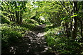 Path in Maltby Wood