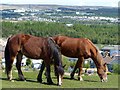 Horses grazing on Manmoel Common