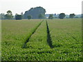 TL5676 : Tyre tracks in a cereal crop on Turf Fen, Stuntney by Richard Humphrey