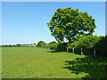 Boundary hedgerow