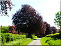 Copper beeches in full colour