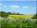 Field of oil-seed rape