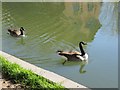 SU4667 : Geese in the Kennet by Bill Nicholls