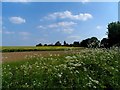 Looking towards Flowersash Wood