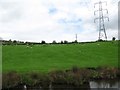 Sheep and geese grazing, south of Romiley