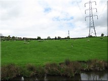 SJ9590 : Sheep and geese grazing, south of Romiley by Christine Johnstone