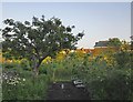 Allotments and apple tree, Railway Side, Barnes