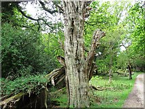 SU2112 : Tree stump, Sloden Inclosure by Alex McGregor