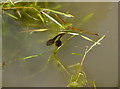 Tadpoles by the bucketload