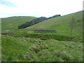 Sheepfold near Rowhope farm