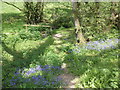 Bluebells, Chargot Estate