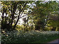 TL5144 : Cow Parsley on Park Road by Hamish Griffin