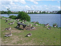 TQ6960 : Geese at Leybourne Lakes Country Park by Marathon