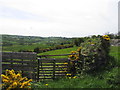 Whin hedges below Levins Road