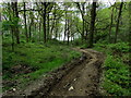 NS3795 : West Highland Way in Ross Wood (1) by Chris Heaton