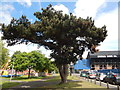 Pine tree on Sir Alf Ramsey Way