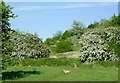 Smestow Valley Nature Reserve near Wolverhampton