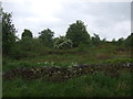 Stone wall and woodland