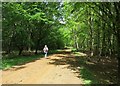 Woodland Track, Windsor Park