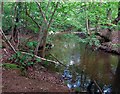 Woodland Stream near Virginia Water