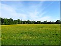 Lime Field/Barbers Field