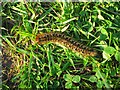 Oak Eggar Moth Caterpillar