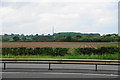 Ploughed and planted field by the A1