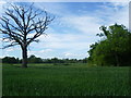 View from a footpath towards Smarden Church