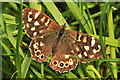 Speckled Wood (Pararge aegeria), Wicken Fen