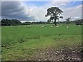 SD4854 : Sheep Grazing near Galgate by David Dixon