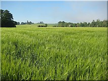 SO8645 : Barley field near High Green by Philip Halling