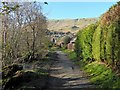 Path through Milndavie Glen