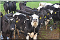 Mid Devon : Cattle Grazing