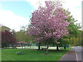 Cherry Blossom at Stocksfield Tennis Club