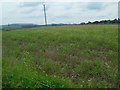 Set-aside field near Crookham Eastfield, Northumberland